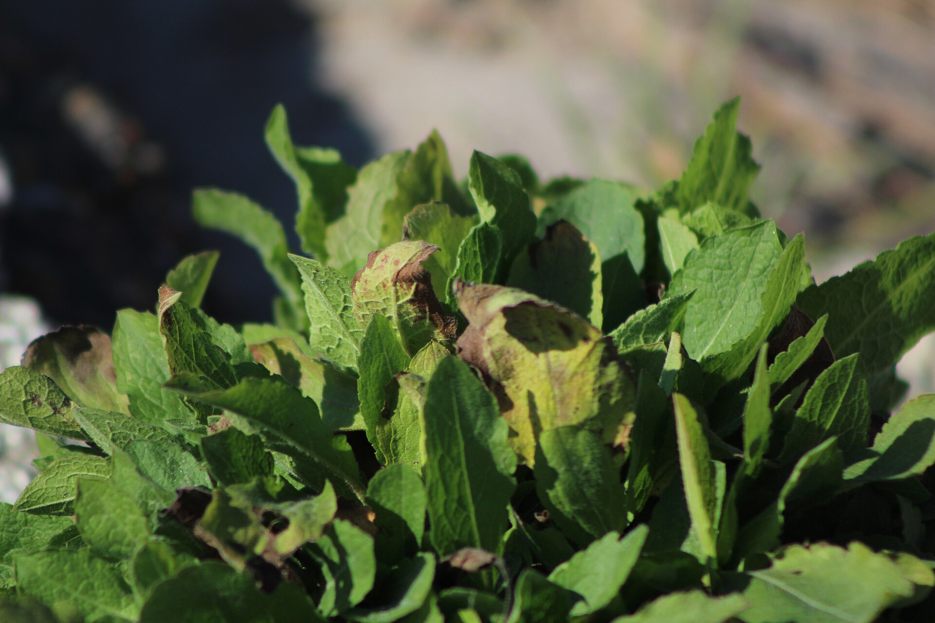 A close-up of plant leaves shows green foliage and some browning, representing growth in communication.